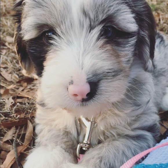 Meet your Posher, Amber - Picture 2 of 4